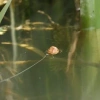 Kruiser-Control-Line-2-300x300